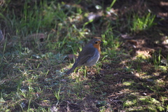 Erithacus rubecula