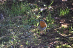 Erithacus rubecula