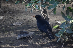 Turdus merula