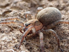 Trochosa terricola