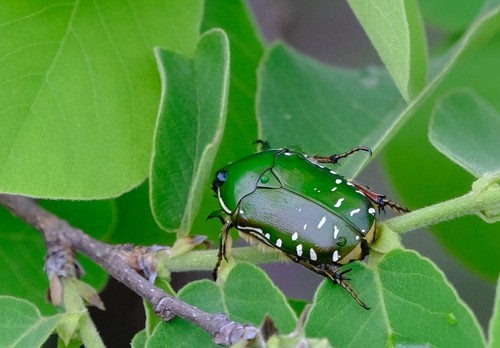 Rhabdotis aulica