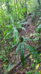 Anthurium clavigerum