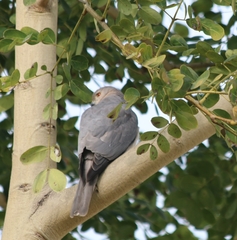 Accipiter badius