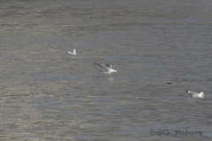 Larus argentatus mongolicus