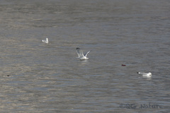 Larus argentatus mongolicus