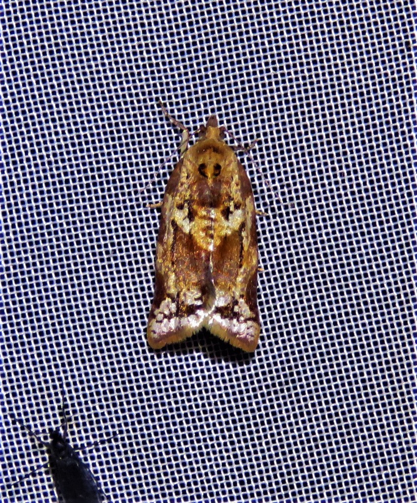 Argyrotaenia confinis