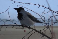 Corvus cornix