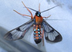 Cosmosoma sectinota