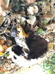 Coprinopsis atramentaria