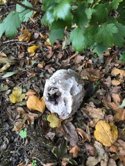 Coprinopsis atramentaria