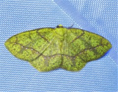 Periclina syctaria