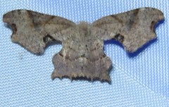 Calledapteryx dryopterata