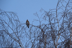 Turdus pilaris