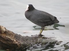 Fulica atra