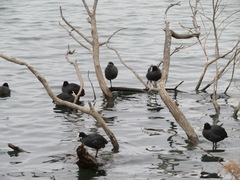 Fulica atra
