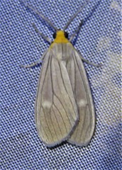 Agaraea longicornis