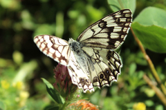 Melanargia parce