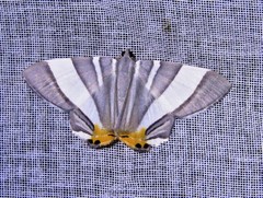 Opisthoxia miletia