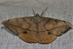 Oxydia peosinata