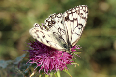 Melanargia parce