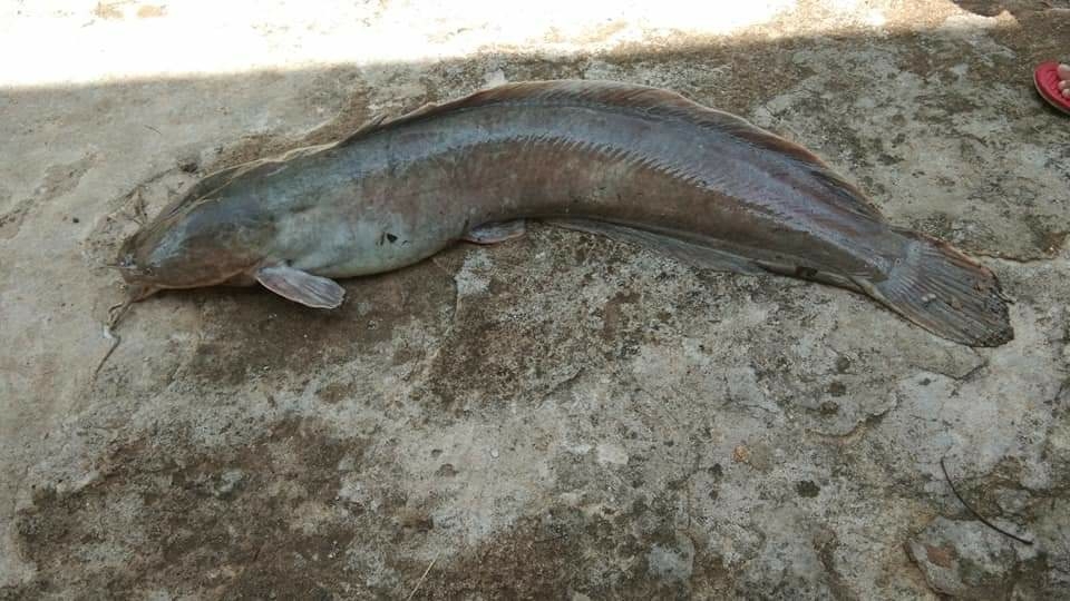 Clarias gariepinus (Burchell, 1822)