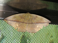 Oxydia bilinea