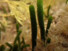 Caulerpa simpliciuscula