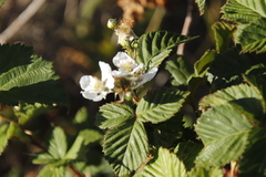 Rubus affinis