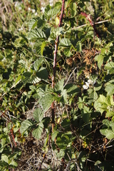 Rubus affinis