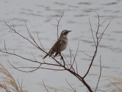 Turdus eunomus