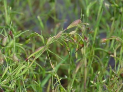 Cornucopiae cucullatum