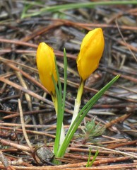 Crocus chrysanthus