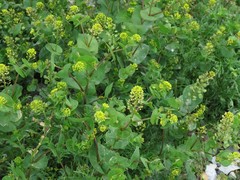 Lepidium perfoliatum