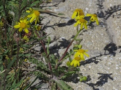 Senecio vernalis