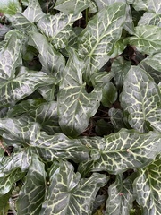 Arum italicum italicum