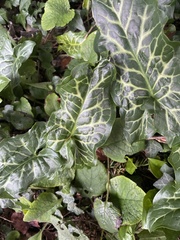 Arum italicum italicum