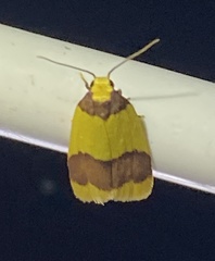 Heterallactis microchrysa