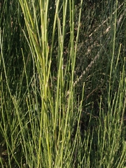 Cytisus scoparius image