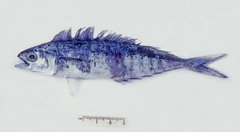Coryphaena equiselis