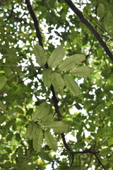 Diospyros borbonica