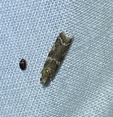 Ephestiopsis oenobarella