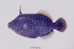 Cantherhines dumerilii