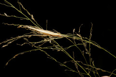 Oecanthus angustus