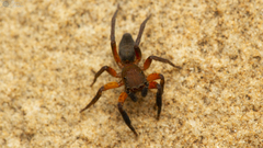 Cyrba nigrimana