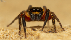 Cyrba nigrimana