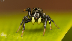 Heliophanus orchesta