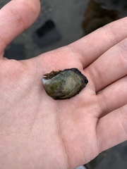 Isognomon