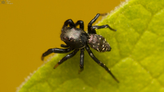 Heliophanus orchesta