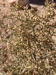 Artemisia sieberi