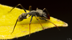 Myrmarachne marshalli